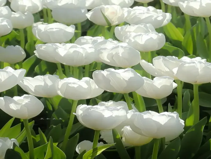 Khám phá ảnh hoa tulip đầy màu sắc, tươi mới
