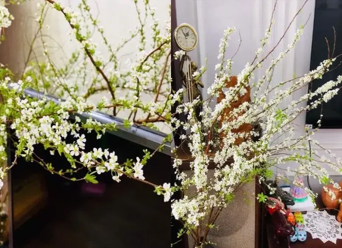 Hình ảnh hoa tuyết mai trắng muốt gợi cảm giác yên bình