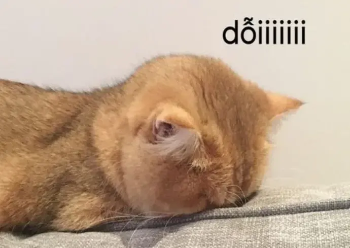 Những meme về thú cưng thú vị khiến cộng đồng yêu thích