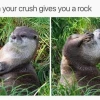 Animal Memes: Tuyển Tập Ảnh Hài Hước Nhất Năm 2026