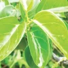Bà bầu 3 tháng đầu ăn lá giang được không? Lợi ích và lưu ý