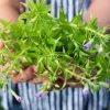 Bà bầu có ăn được rau ngổ không và những điều cần biết