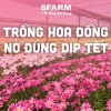 Bí quyết chăm hoa đồng tiền ra hoa rực rỡ quanh năm