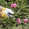 Bí quyết giâm cành hoa hồng thành công tại nhà