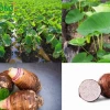 Bí quyết trồng khoai môn hiệu quả cho năng suất cao quanh năm