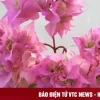 Hoa Giấy: Vẻ Đẹp Đa Sắc và Cách Chăm Sóc Để Luôn Rực Rỡ
