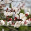 Hoa Hạnh Phúc Loài Hoa Mang Ý Nghĩa Trọn Vẹn