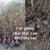 Hoa Mộc Lan Cẩm Tú: Hướng Dẫn Trồng và Chăm Sóc Toàn Diện