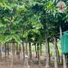 Hoa Móng Bò Tím: Đặc Điểm, Công Dụng và Ý Nghĩa Phong Thủy