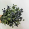 Hoa nhím biển Hà Lan: Vẻ đẹp độc đáo và ý nghĩa sâu sắc