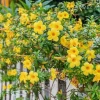 Hoa Quỳnh Anh Vàng Sức Sống Bừng Cháy Giữa Đời Thường