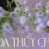 Hoa Thúy Châu Vẻ Đẹp Tinh Khôi, Ý Nghĩa Sâu Sắc