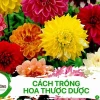Hướng dẫn cách trồng hoa thược dược bằng củ chi tiết