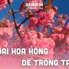 Khám phá các loại hoa hồng đẹp nhất để trồng tại nhà năm 2026