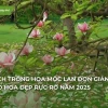 Khám Phá Hoa Mộc: Ý Nghĩa Sâu Sắc, Cách Trồng Và Công Dụng Tuyệt Vời