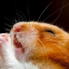 Khám Phá Thế Giới Hamster Meme Đáng Yêu Nhất Năm 2026