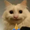 Khám phá thế giới meme mèo vui nhộn và hài hước nhất