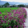 Khám phá vẻ đẹp cây hoa màu tím cho không gian thêm ấn tượng