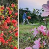 Khám phá vẻ đẹp hoa đỗ quyên trắng trên đỉnh Bạch Mã
