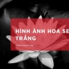 Khám phá vẻ đẹp huyền bí của hoa sen trắng trên nền đen