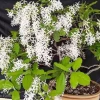 Khám phá vẻ đẹp tinh khôi của hoa mai trắng