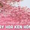 Khám phá vẻ đẹp và ý nghĩa của hoa loa kèn hồng