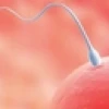 Làm sao để có em bé nhanh chóng và những lời khuyên hữu ích