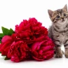 Mê mẩn với 100+ ảnh meme mèo tặng hoa siêu cute