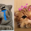 Thế giới meme mèo ôm nhau: Biểu cảm hài hước và những khoảnh khắc đáng yêu