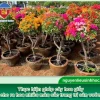 Thời điểm ghép hoa giấy tốt nhất cho cây cảnh rực rỡ