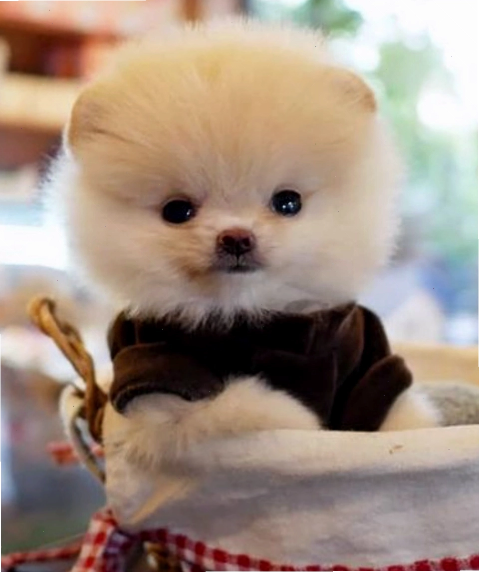 Ảnh chó cute với vẻ ngoài giống gấu