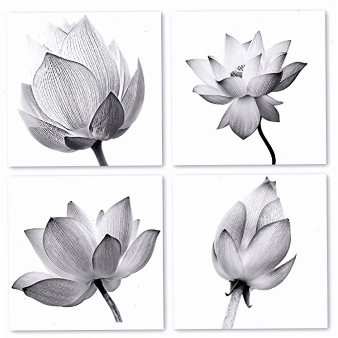 Ảnh hoa sen đen trắng đẹp