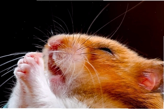 Ảnh meme chuột hamster đang cầu nguyện đầy biểu cảm