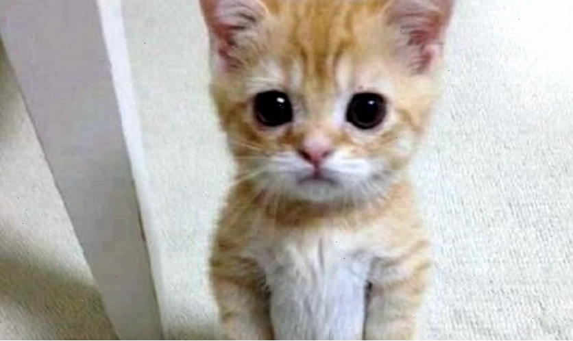 Ảnh meme mèo biểu cảm hài hước