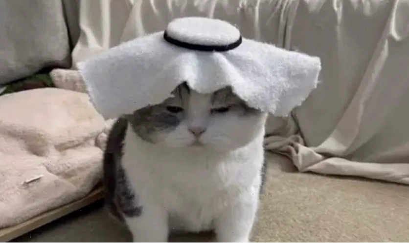 Ảnh meme mèo biểu cảm khó đỡ
