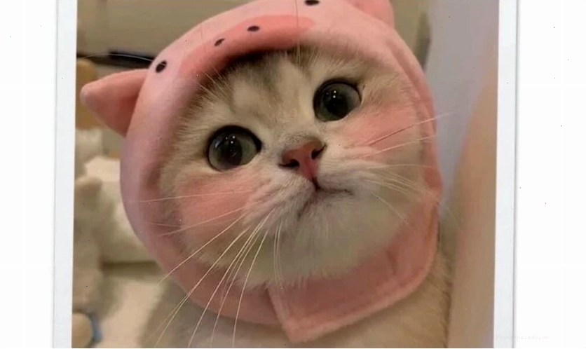 Ảnh meme mèo cute