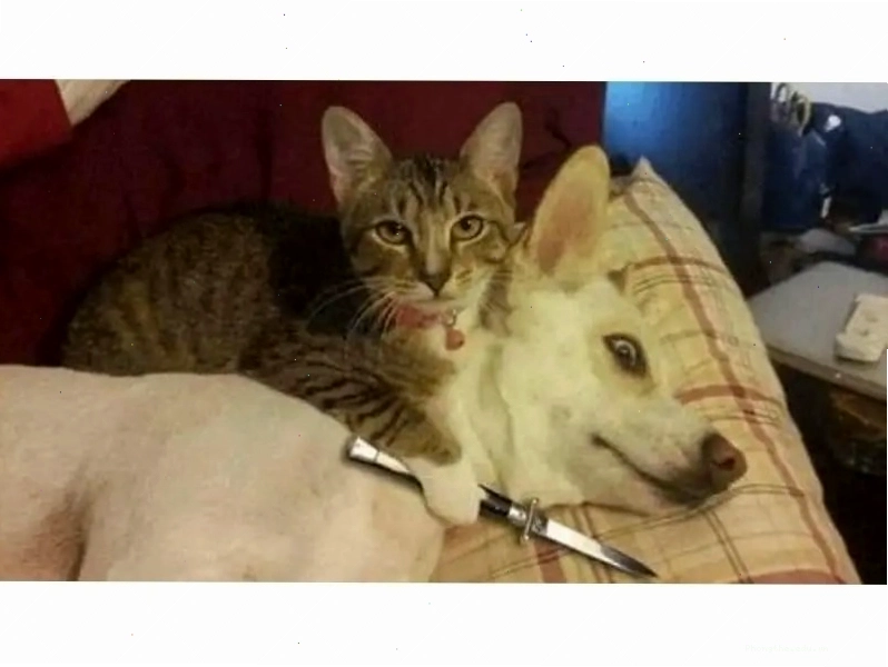 Ảnh meme mèo ngại ngùng