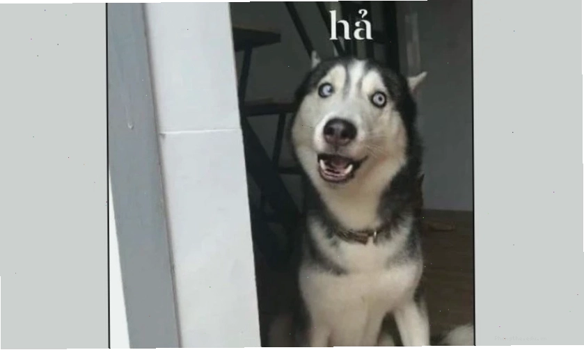 Ảnh meme mèo ngơ ngác