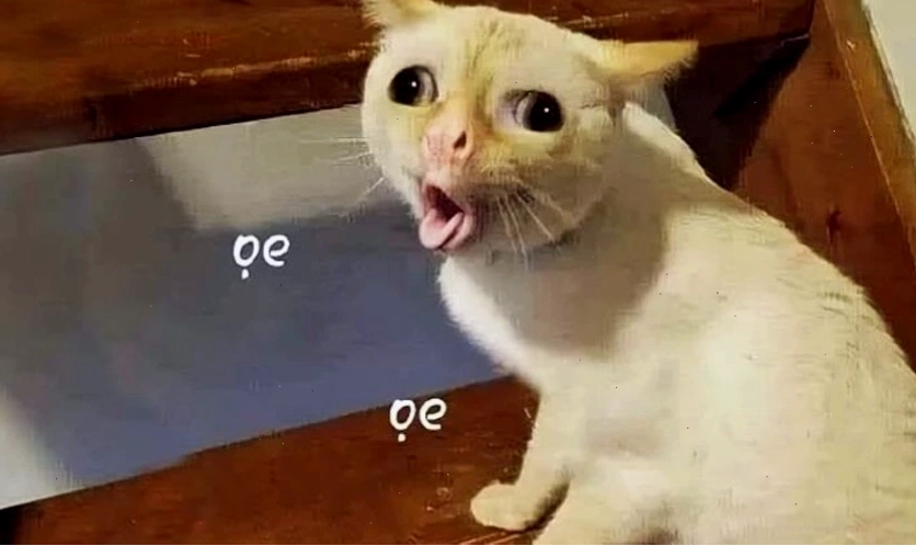 Ảnh meme mèo với biểu cảm 