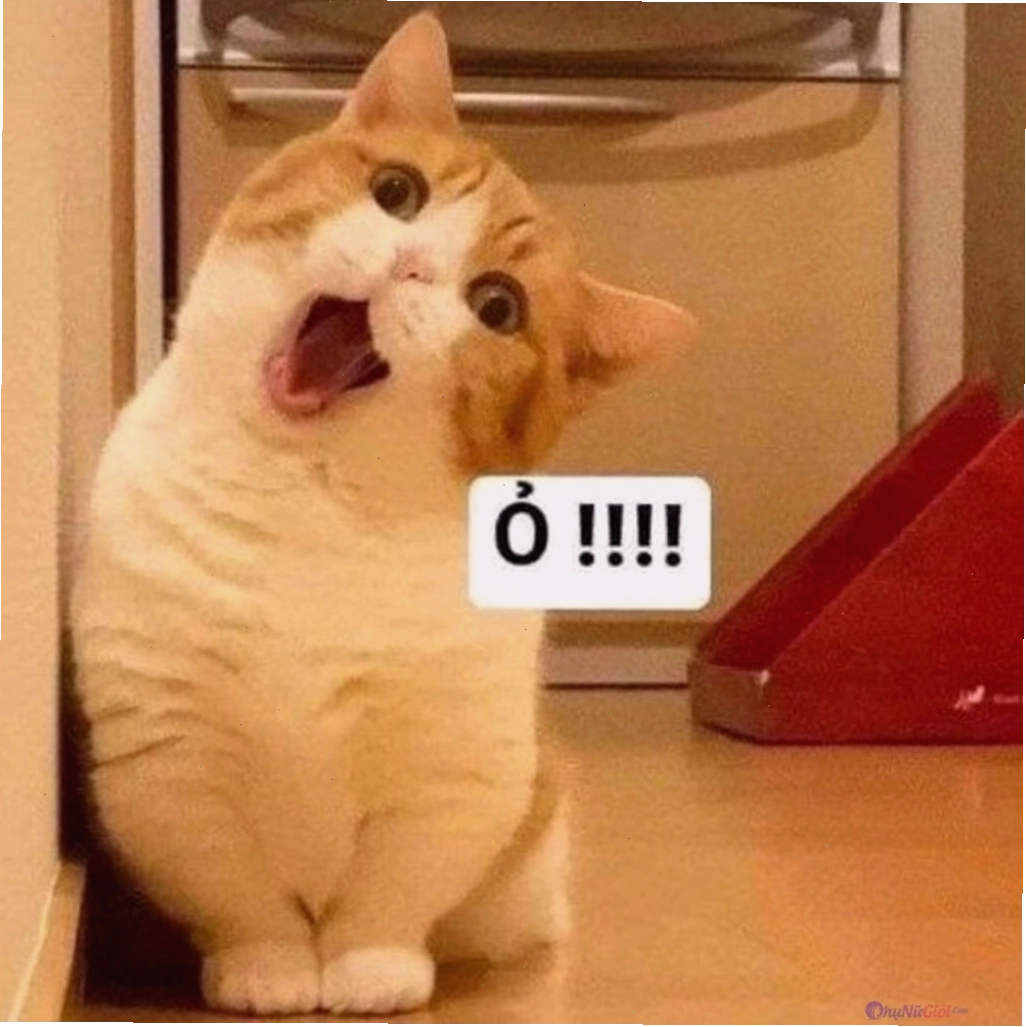 Ảnh mèo thật với biểu cảm đáng yêu