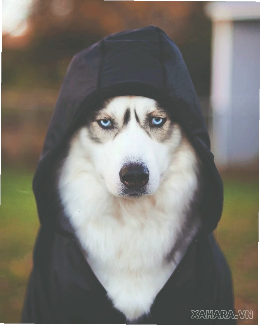 Avatar chó Husky ngầu và phong cách