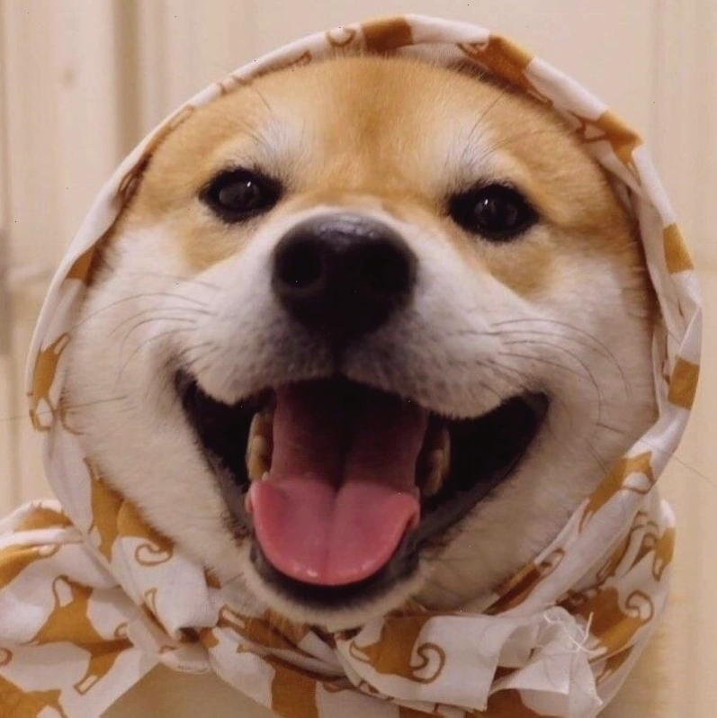 Avatar chó Shiba biểu cảm dễ thương