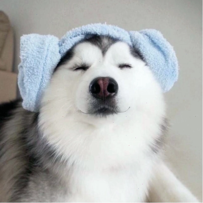 Avatar chú chó Husky dễ thương