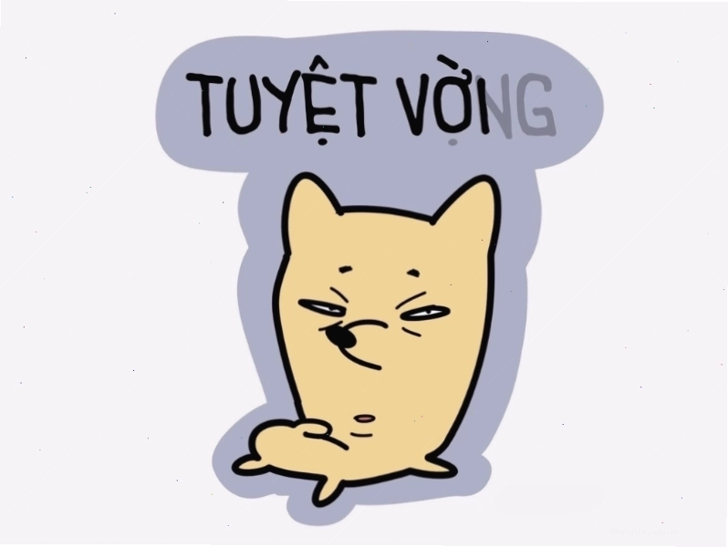 Avatar meme mèo với dòng chữ "Tuyệt vời và tuyệt vọng"