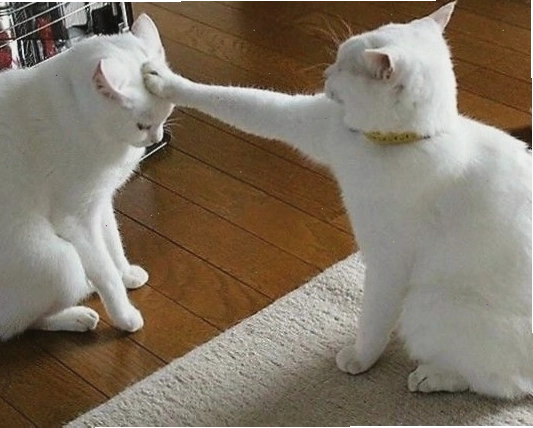Avatar mèo cute với biểu cảm hài hước