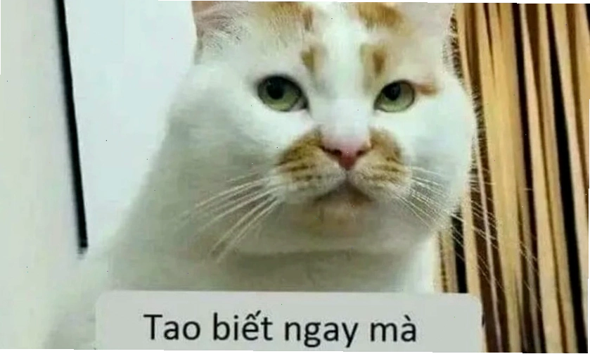 Avatar mèo meme dễ thương