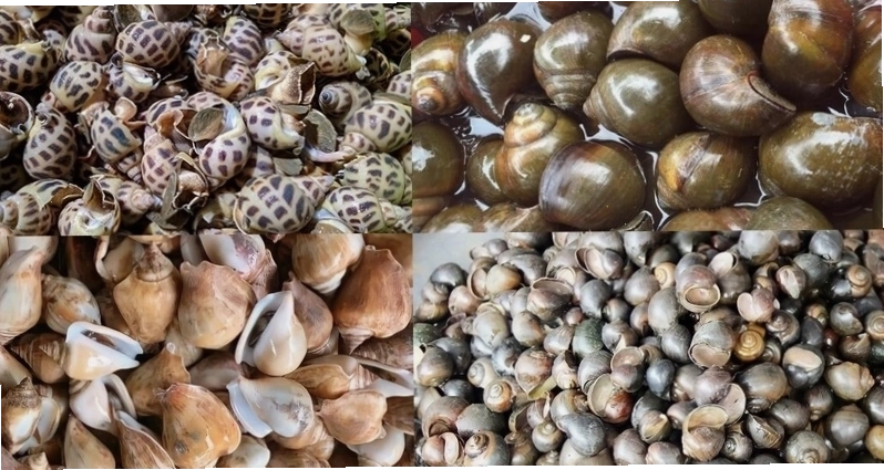 Bà bầu có thể ăn ốc luộc và các món ốc chế biến đơn giản, chín kỹ