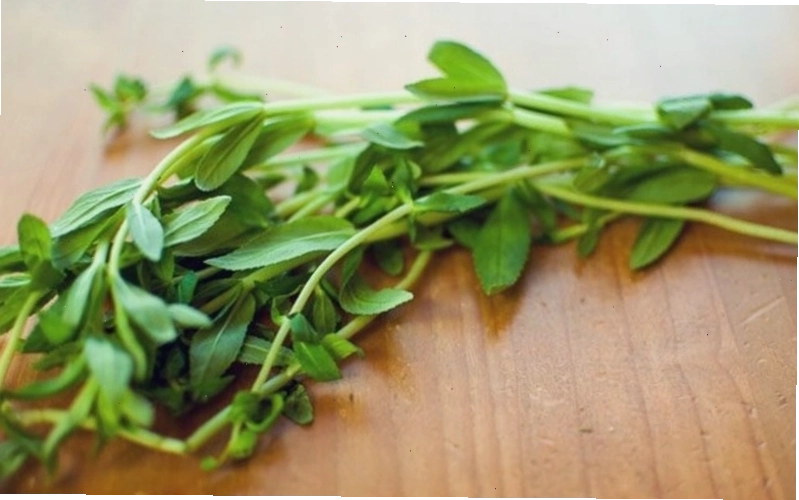 Bà bầu có thể ăn rau ngổ để hỗ trợ tiêu hóa và tăng cường đề kháng