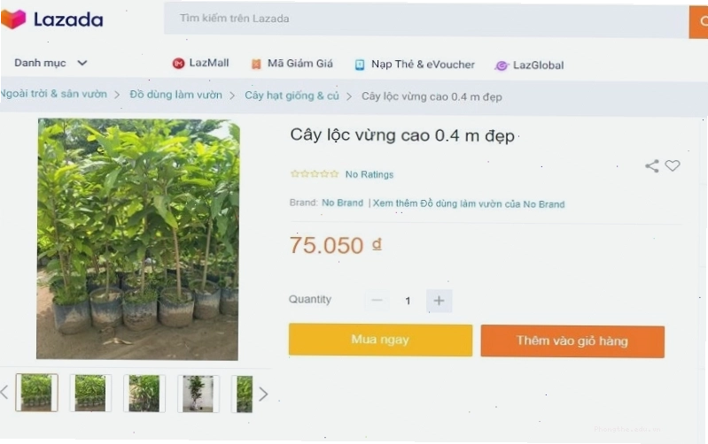 Bạn có thể tìm mua cây lộc vừng trên Lazada