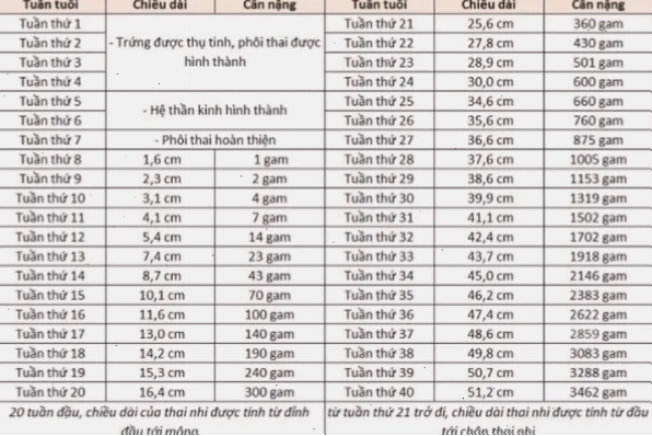 Bảng cân nặng và chiều dài tiêu chuẩn của thai nhi 18 tuần tuổi